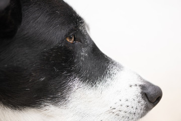Close up of the Right Profile of a Black and White Dog