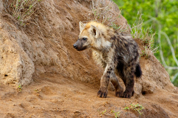 Hyena pup playing at the den in Sabi Sands Game Reserve in the Greater Kruger Region in South Africa