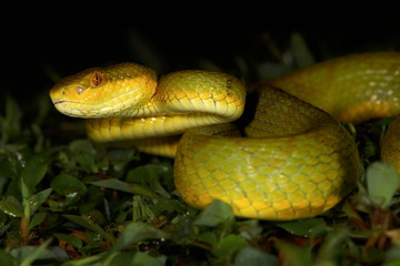 Bamboo pit Viper, Amboli, India