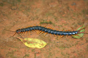Scolopendra, Amboli, Maharashatra, India