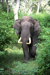 Male Tusker, elephant, at Mudumalai, Tamilnadu, India
 
