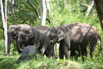 Fototapeta na wymiar Group of Wild elephants, at Mudumalai, Tamilnadu, India