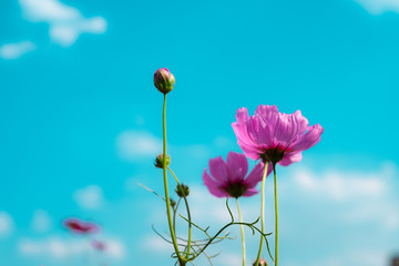 Cosmos sulphureus, Mexican Aster,Beautiful garden landscape, colorful blooming flowers,Pink flower.With blue sky