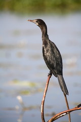 Little Cormorant, Phalacrocorax niger, at Backwater Cannal, Kerela 