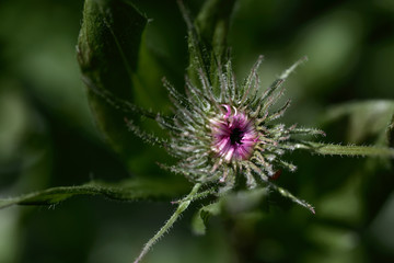 flower of thistle,åre, jämtland, sweden, sverige, norrland, europe,eu