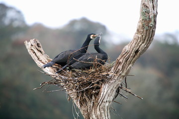 Great Cormorant, Phalacrocorax carbo, at Periyar, Kerela 