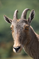 Nilgiri Thar, Hemitragas hylocres, at Eravikolum National Park, Kerala 