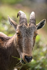 Nilgiri Thar, Hemitragas hylocres, at Eravikolum National Park, Kerala 