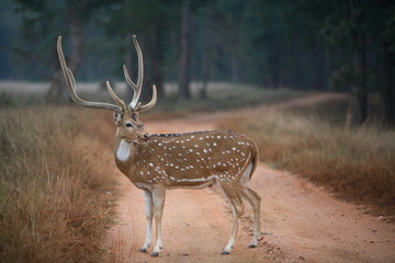 Male Spotted Deer, Posing itself Axis axis, at Kanha National Park, Madhya Pradesh, India.