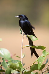 Black Drongo, Dicrurus macrocercus, at Kanha National Park, Madhya Pradesh, India.