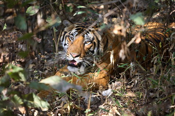 Male tiger, Panthera tigris, resting in the canopie at Kanha National Park, Madhya Pradesh, India.