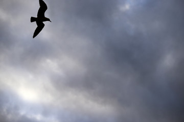 bird in the sky, sweden, stockholm,nacka, sverige,europe