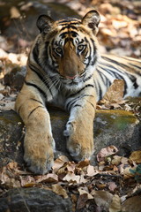 A tiger cub, Panthera tigris, resting on the rock at Bandhavgad, Madhya Pradesh, India.
