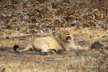 Naklejka na ściany i meble Male Lion, Panthera leo persica, resting at Gir National Park, Gujrat, India. 