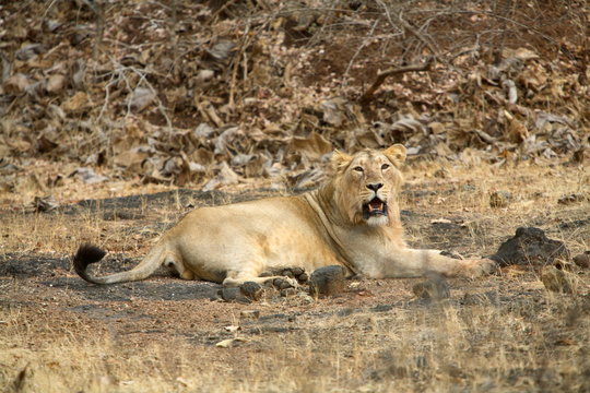 Male Lion, Panthera leo persica, resting at Gir National Park, Gujrat, India.
