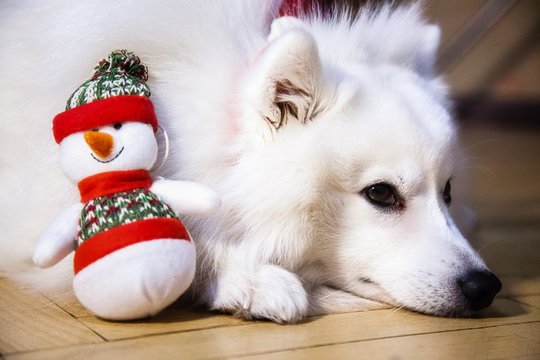 A white Japanese Pomeranian in christmas cap lies on the floor with a snowman toy