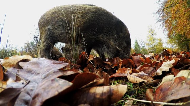 Wild boar search feed on the forest floor, wide angle lens, autumn, (sus scrofa), gopro, germany