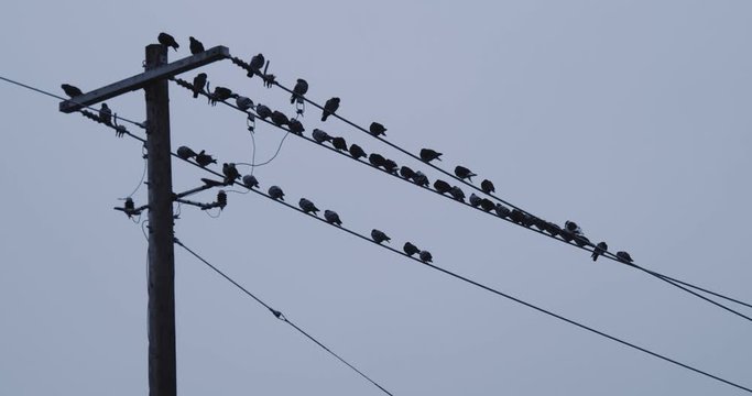 Pigeons on electrical wire. Cinematic esyablishing shot in 4K.