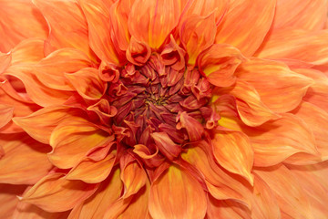 Close-up of a Dahlia Flower. View to blooming Dahlia Flowers in the Summertime. Flowering Dahlias and Ornamental Flowers