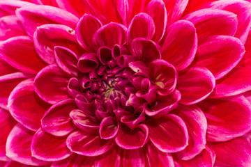 Close-up of a Dahlia Flower. View to blooming Dahlia Flowers in the Summertime. Flowering Dahlias and Ornamental Flowers