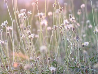 field of grass flowers