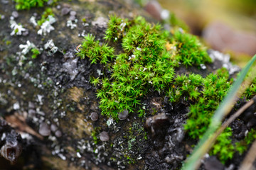 Closeup bright moss growing on fallen wood in the forest.