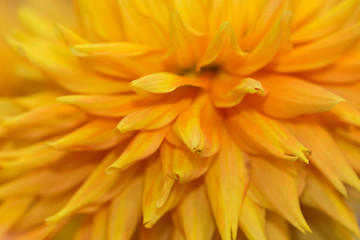 Close-up of a Dahlia Flower. View to blooming Dahlia Flowers in the Summertime. Flowering Dahlias and Ornamental Flowers