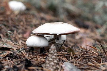 Close-up of champignon mushroom in the coniferous forest, blurred background, bump in a blurred foreground