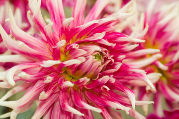 Close-up of a Dahlia Flower. View to blooming Dahlia Flowers in the Summertime. Flowering Dahlias and Ornamental Flowers