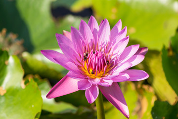 Pink lotus flower