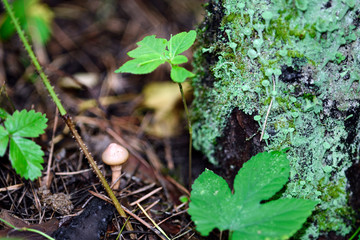 Lichen Cladonia deformis grows on a tree in the forest, a small mushroom grows nearby, close-up, macro shot