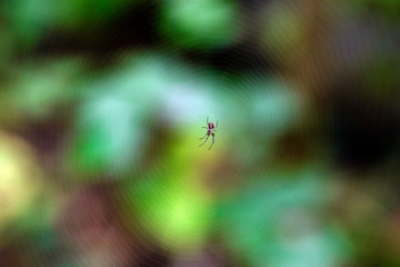 Spider on the web in the forest. Macro shot with blurred colorful background.