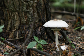 The white fungus Macrolepiota excoriata grows in a forest under a pine tree among pine needles, branches covered with moss, and cones. Close-up with a blurred background.