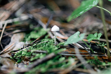 A small mycene mushroom among moss, pine needles and leaves in the forest after rain. Macro shot with blurry background.