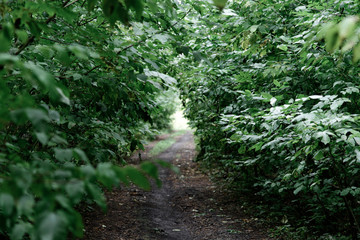 Path in the summer forest among bushes and small trees