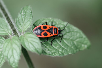 Beautiful bright beetle Pyrrhocoris apterus on a leaf of a plant, macro shot with blurry background
