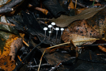 Very small white mushrooms grow in the autumn forest after rain on fallen leaves. Macro shot.
