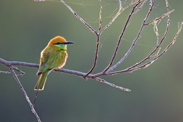 bird on a branch