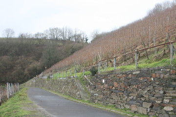 Straße in den Weinbergen
