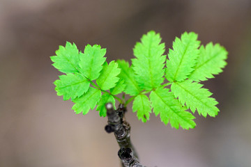 Young green shoots of a tree. Macro shot with blurry background.