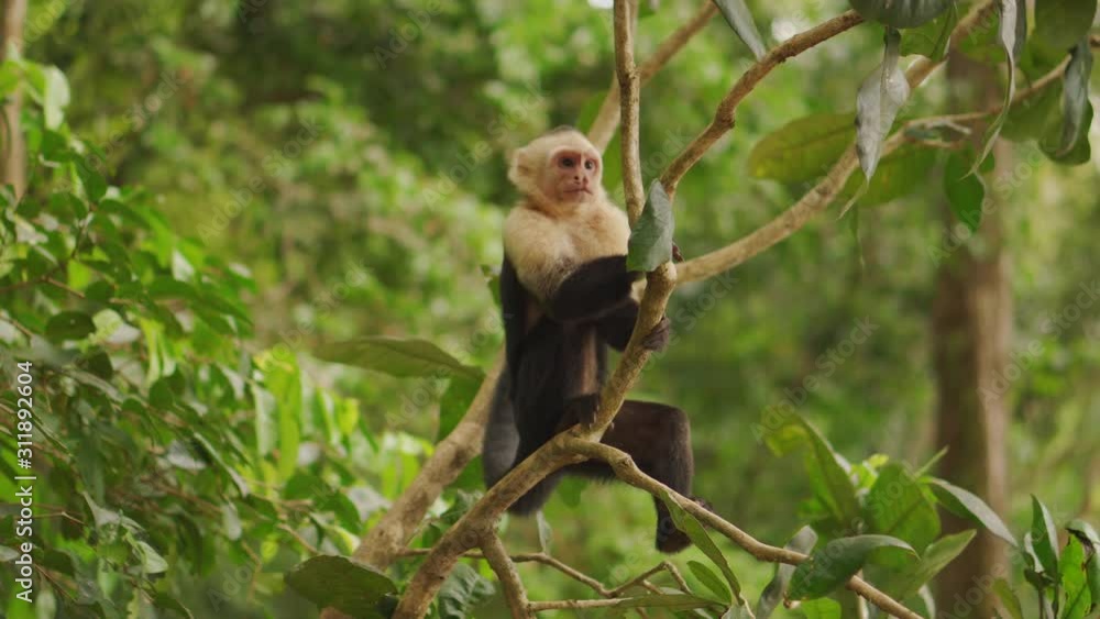 Poster white-headed capuchin monkey looking around while sitting on tree branch