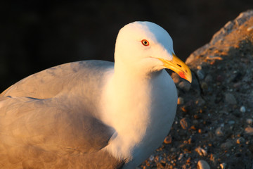 seagull in france 