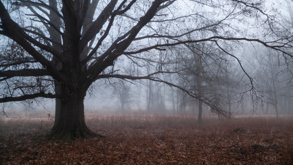 Fototapeta na wymiar Oak trees in the fog with bare branches