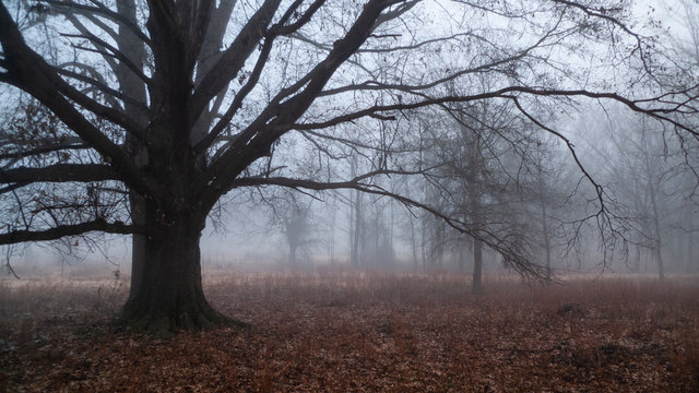 Oak Trees In The Fog With Bare Branches