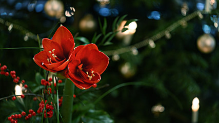 Bouquet of red Amaryllis (Amaryllidaceae), plant genus St. Joseph's lilies (Hippeastrum), in front of unfocussed lamps.