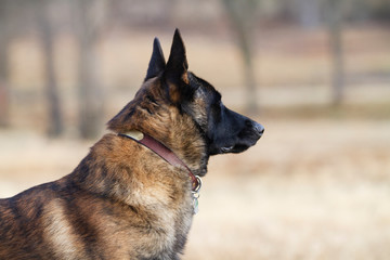 Dutch Shepherd Dog portrait, powerful neck and face side view