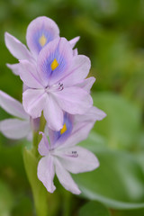 Fototapeta premium Common water hyacinth