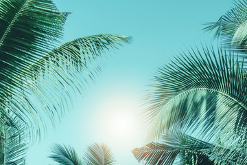 Fototapeta na wymiar palm leaves on blue background
