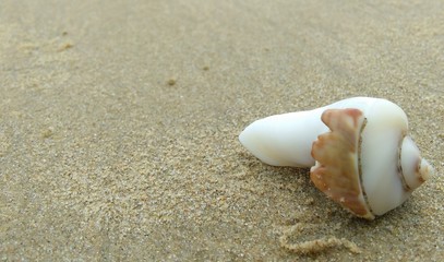  splendid creation of nature