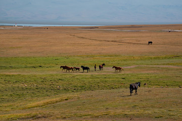 Central Asia. Kyrgyzstan. Freely grazing herds of horses in the Eastern part of the Pamir tract on the border with Tajikistan.